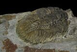 Gravicalymene arcuata Trilobite - United Kingdom #121369-2